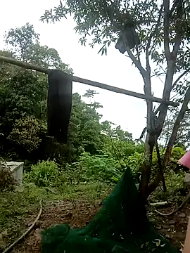 nangmo webcam