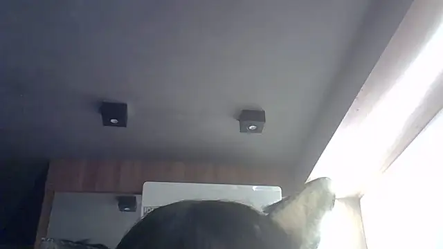 SkinnyKitten webcam