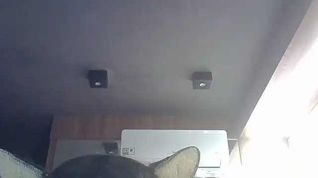 SkinnyKitten webcam