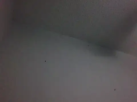 Owlpow webcam