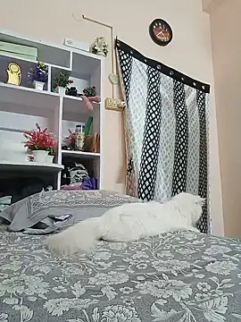 Hansikatelugu webcam