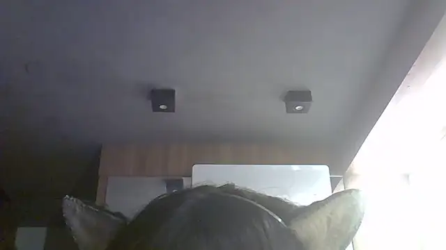 SkinnyKitten webcam
