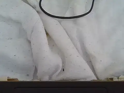 khanyi98 webcam