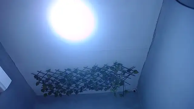 venuxwilliam webcam
