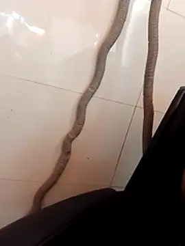 Ranibhabhi96 webcam