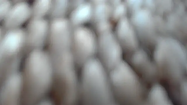 Monia9530 webcam