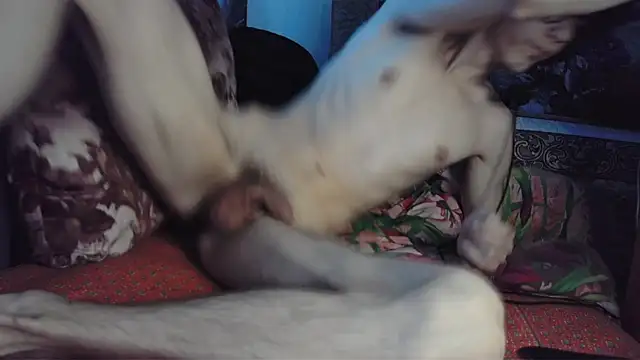 littledaddyflex webcam