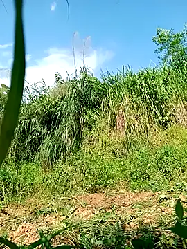 Ama-ra webcam