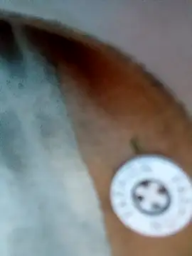 cheooo_sexy webcam