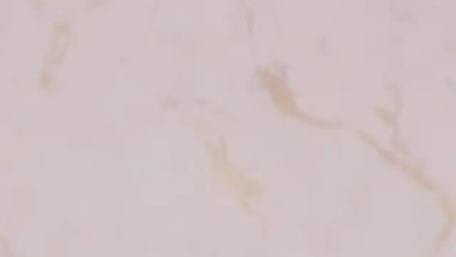 rosal1a webcam