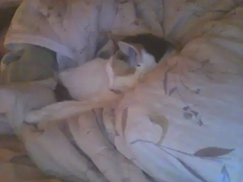 Bebita-zmp webcam