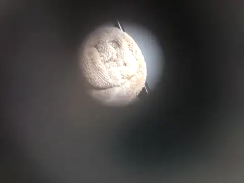 piggylatino webcam
