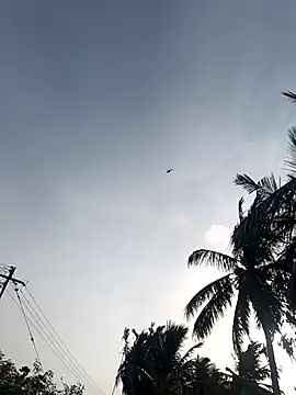 dolphiinn's live cam