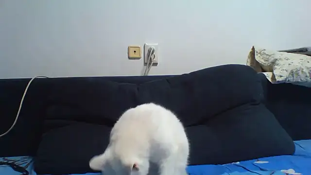 KaelNox webcam