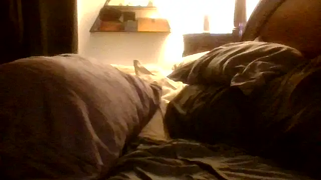 ernestdom1234 live cam on StripChat