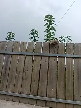 Zenny9 webcam