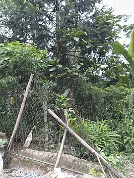 Ruby_cuty- webcam