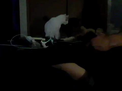 Silencio26 webcam