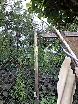diamond-- webcam