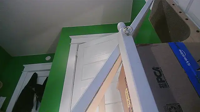 SadCatDaddy Live Web Cam Show