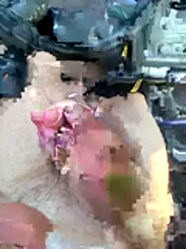 Aceyguy Live Web Cam Show