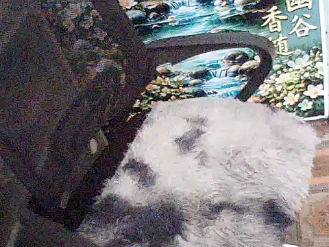 Trai-zin webcam