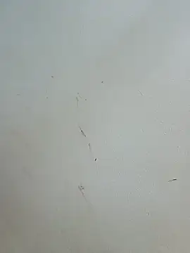 -Bitilu- webcam