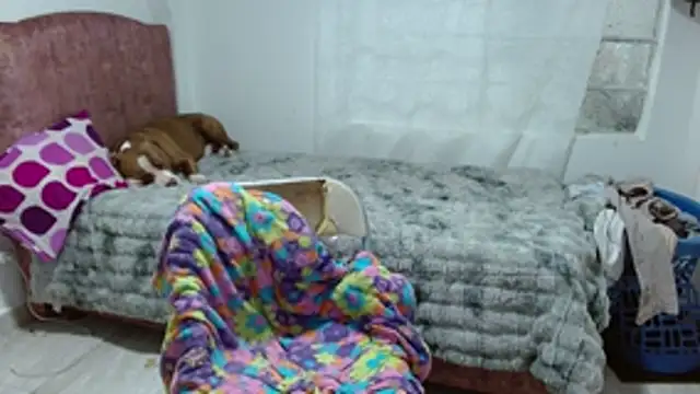 MadisonCambel webcam