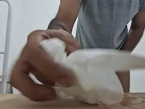 brownskinbull1