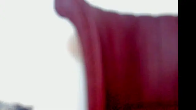 Kaidapunk webcam