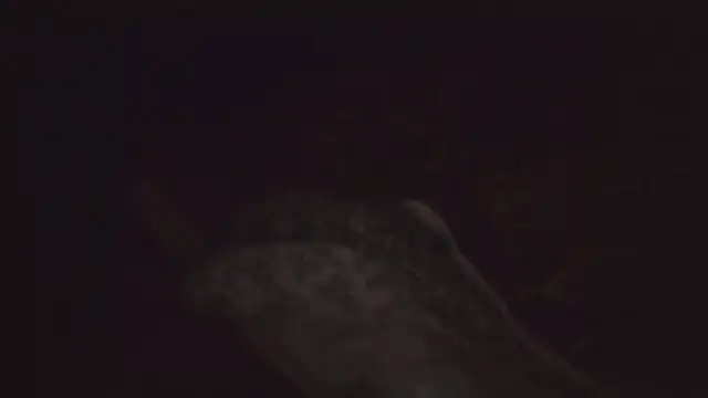 JoaoPinto0 webcam