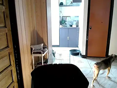 jakoloten webcam