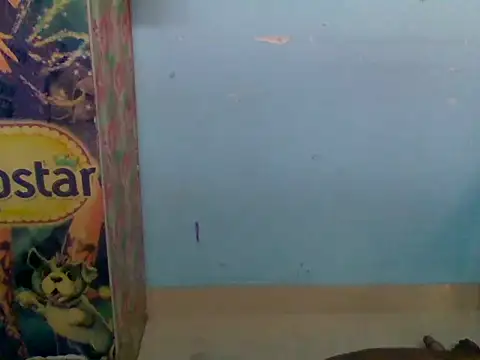 wild-paaro143 webcam