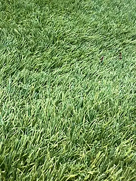Lamarochienne webcam