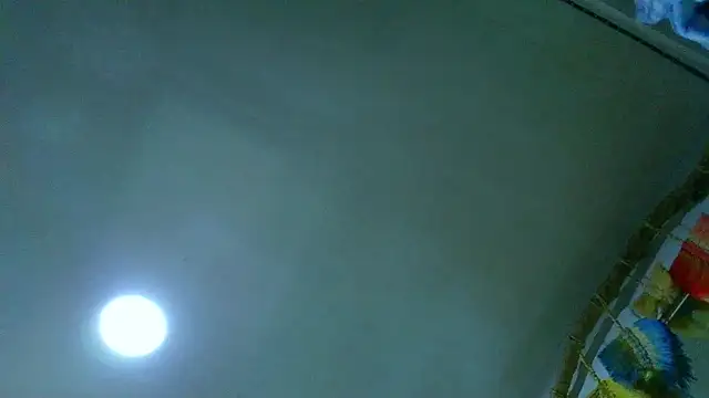 the_dog_lian webcam