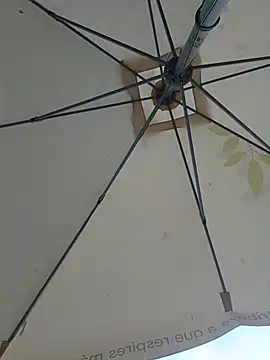 gladieitore