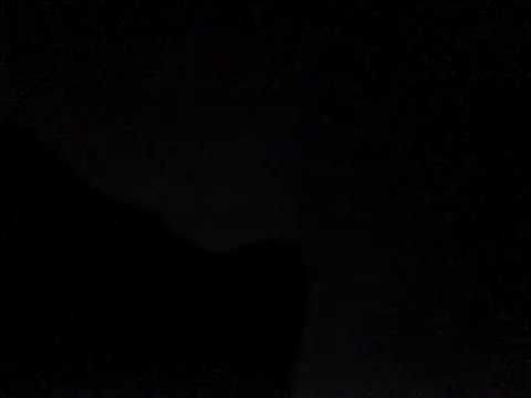 perlados webcam