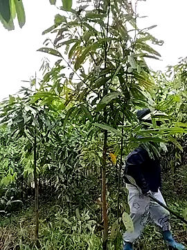 Harper_hi webcam