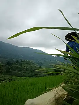 Mai-lingg webcam