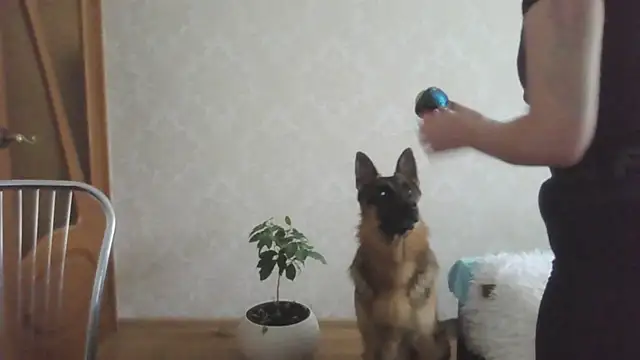 Kashtanka_ webcam