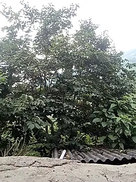 auro99 webcam