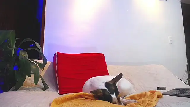 shellsy_hans webcam