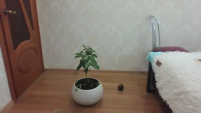 Kashtanka_ webcam