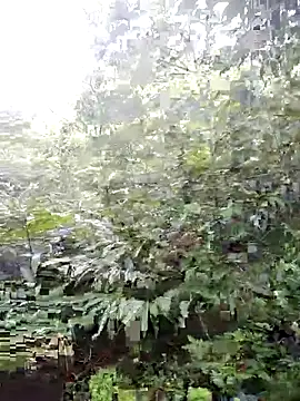 phlin1 webcam