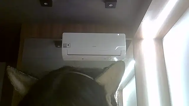 SkinnyKitten webcam