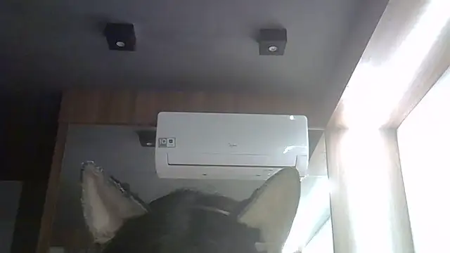 SkinnyKitten webcam