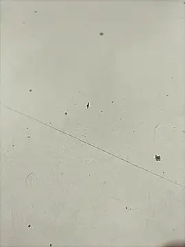 Pitercom webcam