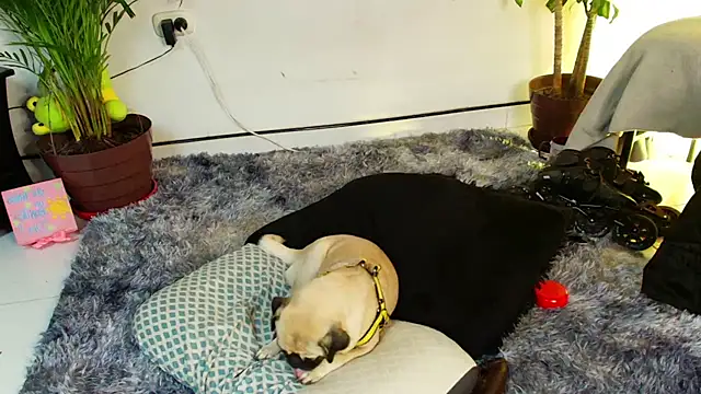 tiancam live cam