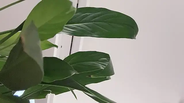 suki-1 live webcam show