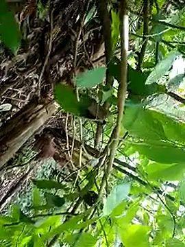 felobad (M young) - Sin camisa en el bosque